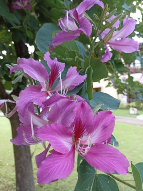 istock Beautiful Flowers 11 1481901402