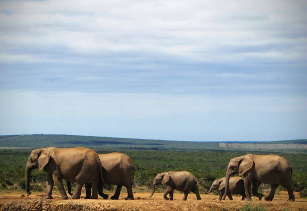 famiglia di elefanti che cammina insieme - addo elephant national park foto e immagini stock