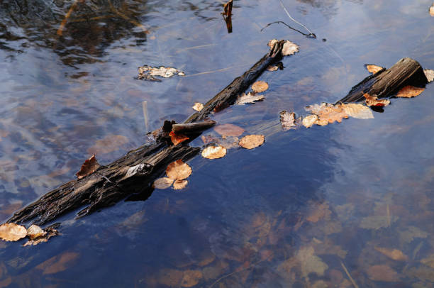 Fallen leaves on a log in the water
