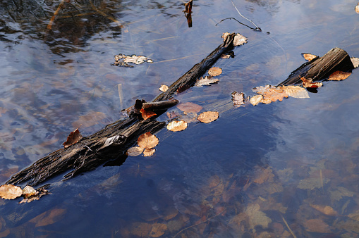 Fallen leaves on a log in the water of a forest lake