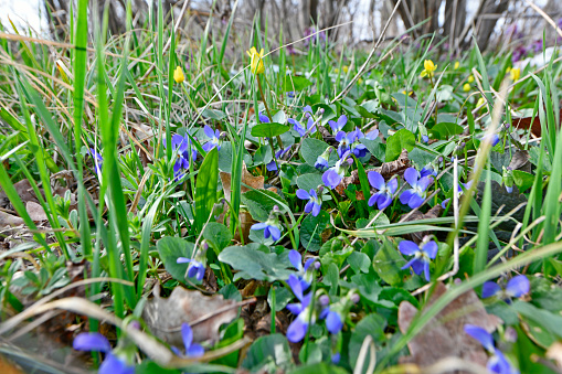 The first forest flowers, snowdrops. In the east of Ukraine.