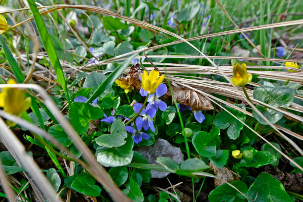 istock The first forest flowers, snowdrops 1481901937
