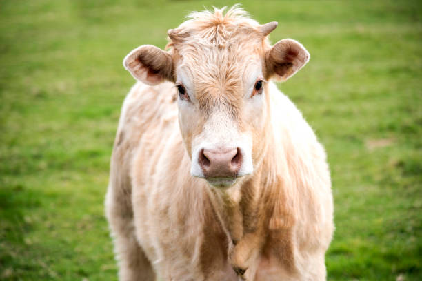 istock Light colour cow in a field - Stock Photo 1481902642