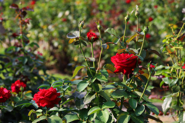 istock Red roses bushes in the garden close up. 1481904533