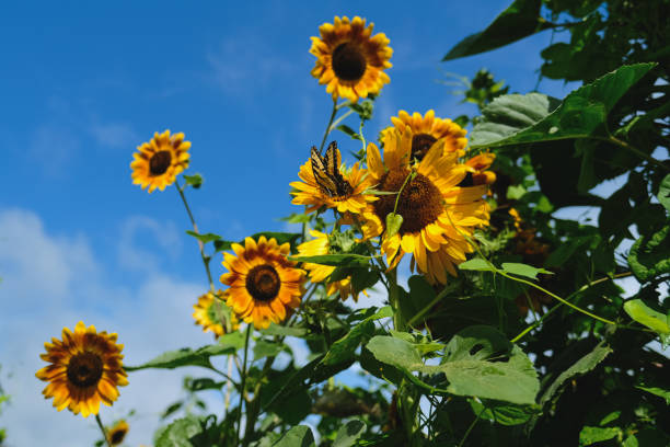 istock Butterfly and Sunflowers 1481907767