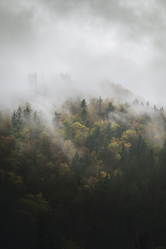 A forest in a mountain area covered in fog