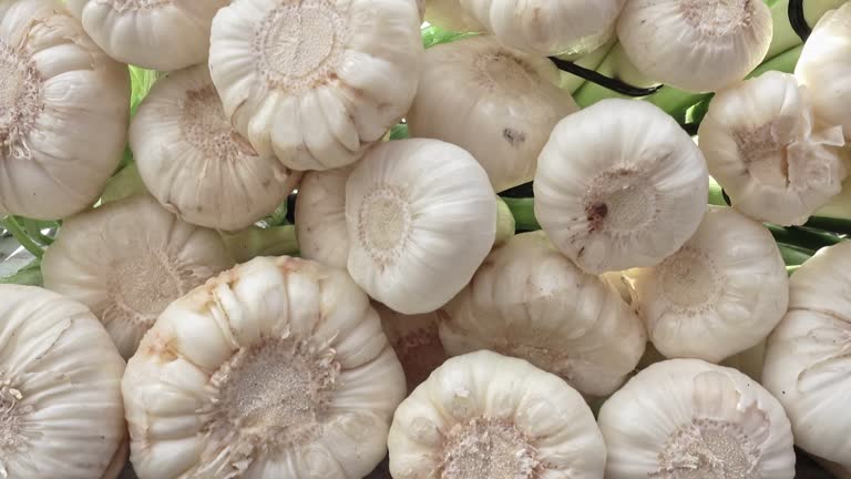 Fresh Garlic bulbs piled up in a row