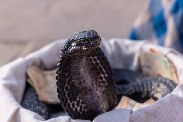istock Indian spectacled cobra 1481911303