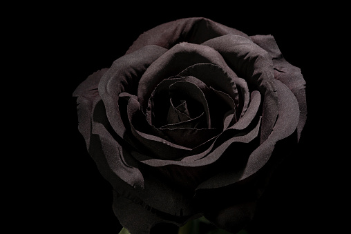 Black fabric rose under a light that highlights its shapes and shadows.