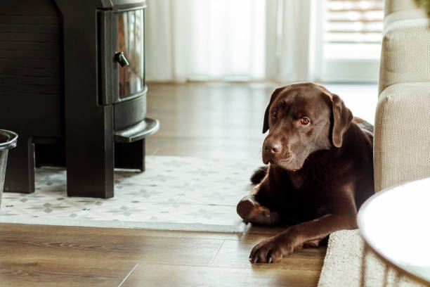 istock A dog laying next to the fireplace 1481913799