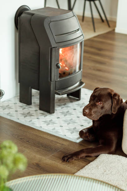 istock A dog laying next to the fireplace 1481913801