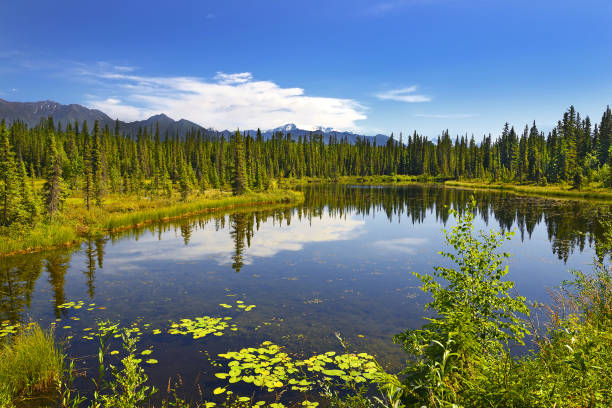istock Wrangell Mountains from McCarthy Road, USA, Alaska 1481915387