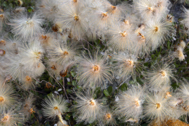 Dandelion seedhead in extreme close-up.