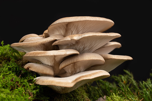 Mushrooms at green moss forest floor