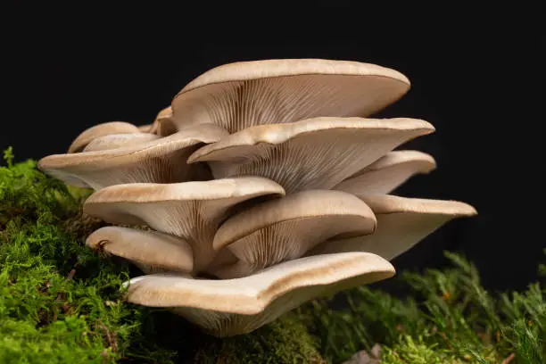 Photo of Mushrooms at green moss forest floor