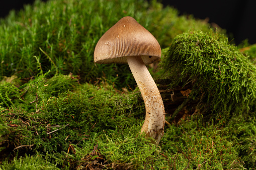 Mushrooms at green moss forest floor