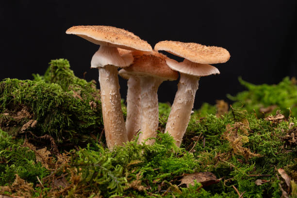 istock Mushrooms at green moss forest floor 1481916276