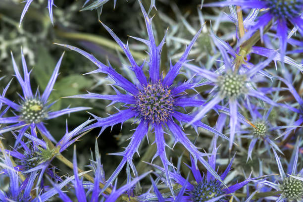 istock Top view close up of a blue thistle flower (Eryngium) 1481917712