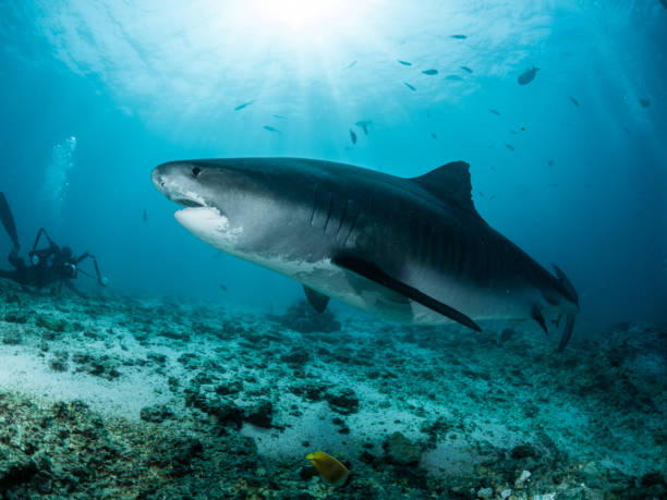 istock King of the ocean 1481919433