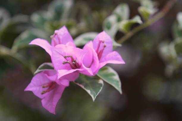 istock Beautiful Bougainvillea glabra 1481921199