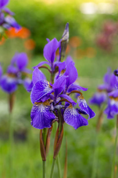 istock Big purple iris on a sunny summer day macro photography. 1481922478