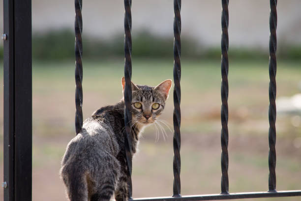 istock Stray cat crossing wrought iron gate looking back 1481923453