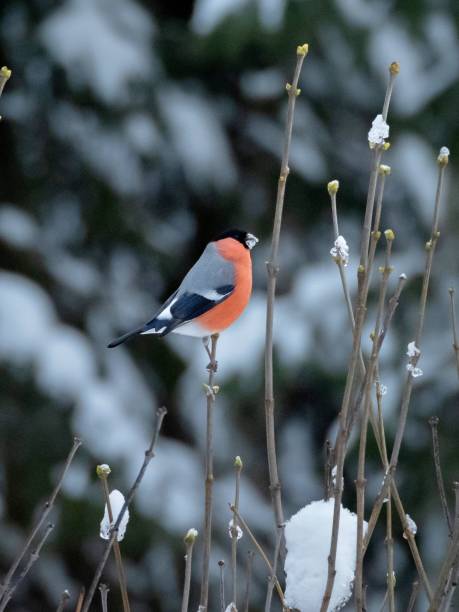 istock Male bullfinch. 1481923918