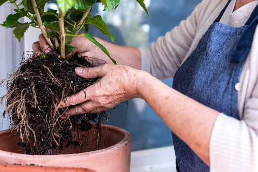 Senior Woman on Home Balcony Transplanting Hibiscus Plant in New Pot