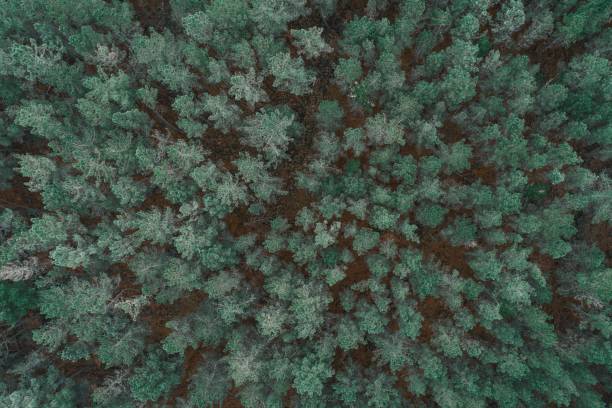 istock aerial top drone view of a pine tree forest 1481925295
