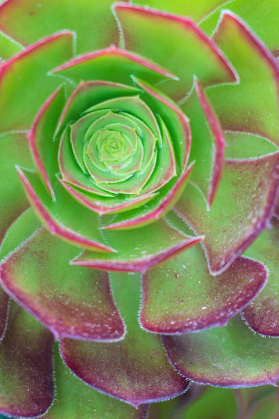 istock Green - violet succulent rosette background close up 1481925633