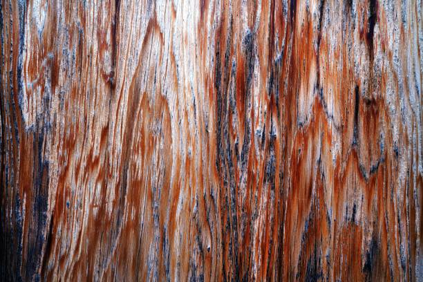 istock Beautiful wood grain. Wood background. Wood grain pattern texture background 1481926448
