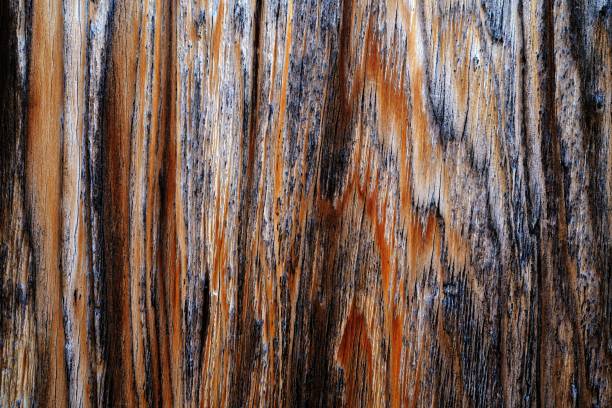 istock Beautiful wood grain. Wood background. Wood grain pattern texture background 1481926463