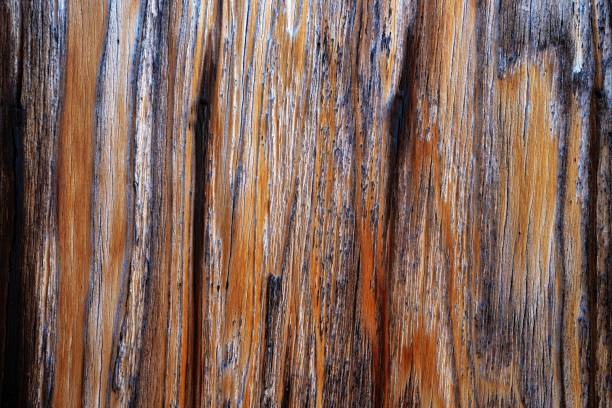 istock Beautiful wood grain. Wood background. Wood grain pattern texture background 1481926467