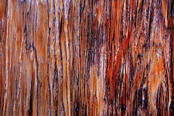 istock Beautiful wood grain. Wood background. Wood grain pattern texture background 1481926488