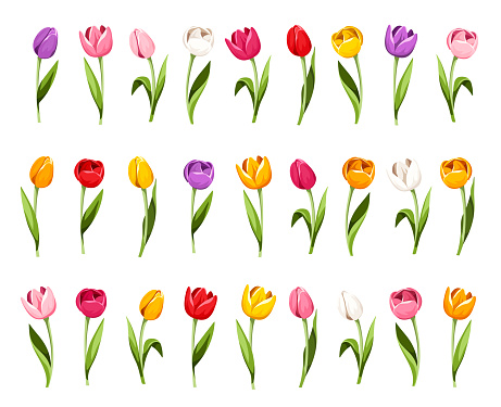 Colorful tulips. Set of tulip flowers isolated on a white background. Vector illustration