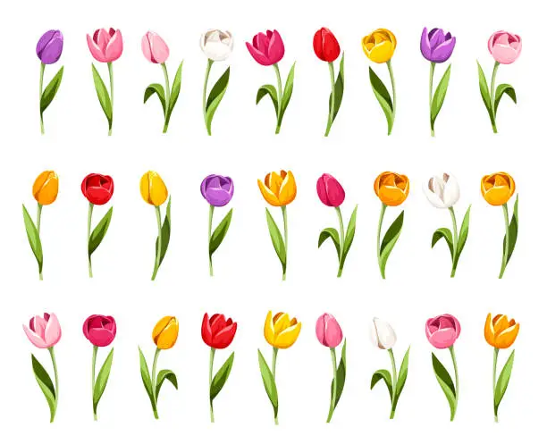 Vector illustration of Set of colorful tulip flowers. Vector illustration