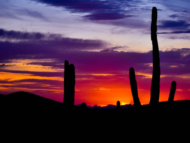istock Silhouetted Saguaros in front of beautiful sunset 1481932422