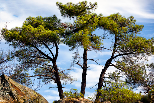 Pines in Cadalso de los Vidrios. Madrid.