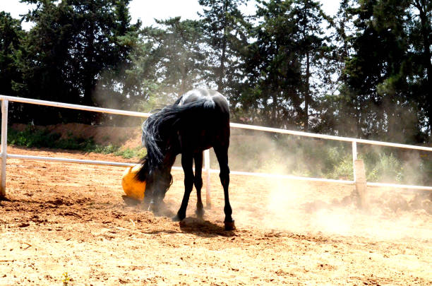 istock Black stallion playing with a yellow ball 1481936400