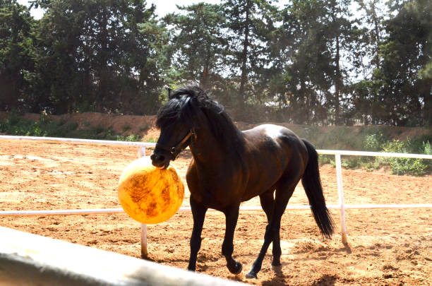 istock Black stallion playing with a yellow ball 1481936456