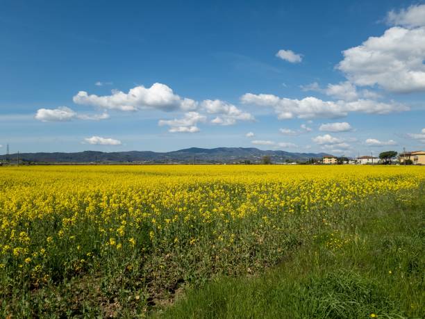 istock Rural landscape with flowering rapeseed fields 1481936474