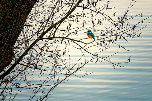 Kingfisher resting on the branch waiting for his dinner