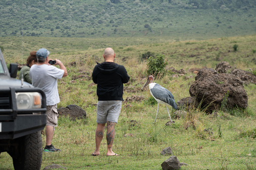 Ngorongoro Crater, Tanzania - March 12, 2023: Tourists (defocused) take photos of a Marabou Stork bird, getting too close to the wildlife on safari