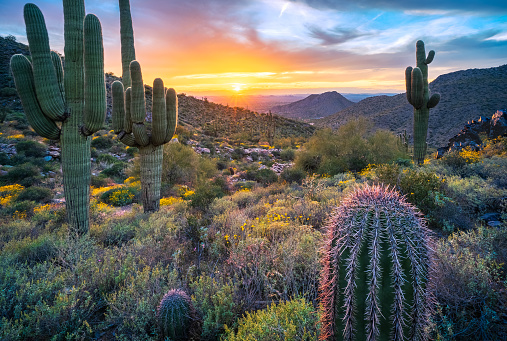 Spectacular sunset illuminates saguaro cacti near Windgate Pass in The McDowell Mountains