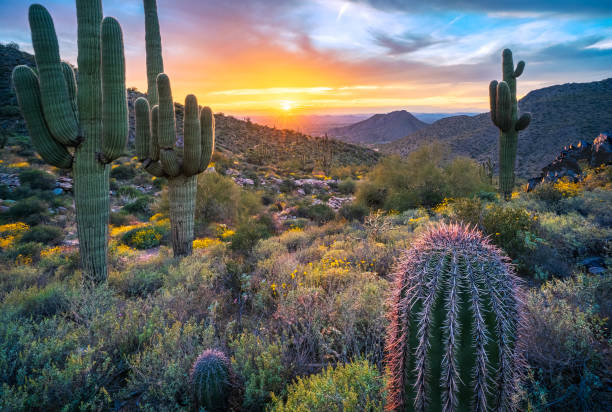 pôr do sol espetacular ilumina cactos saguaro perto de windgate pass nas montanhas mcdowell - phoenix - fotografias e filmes do acervo