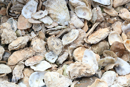Full frame image of empty oyster shells