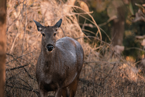 A female Sambar looking at camera chewing in Gir National forest, India