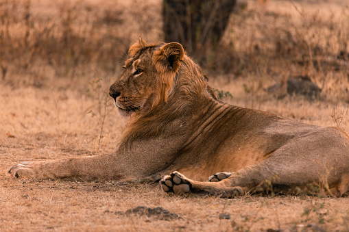 Young male Asiatic lion / Asiatischer Löwe (Panthera leo persica) relaxing and then looking at camera in Gir National Park, Gujarat, India