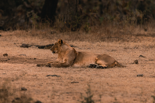 Closeup of Female Asiatic lion / Asiatischer Löwe (Panthera leo persica) in Gir National Park, Gujarat, India