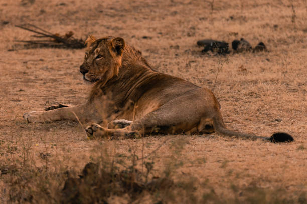 istock A young Asiatic Lion lying down looking at camera 1481942153